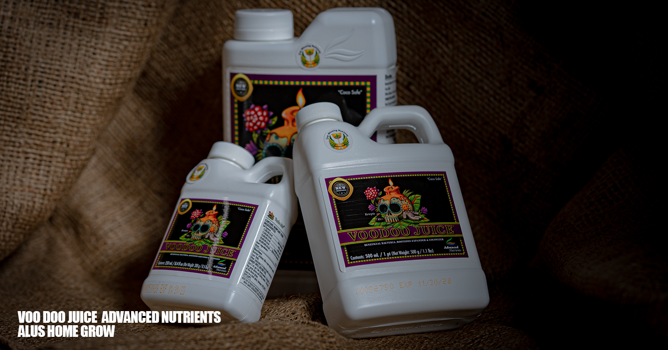 Voodoo Juice 水耕栽培にバクテリア!? – ALUS HOME Voodoo Juice 水耕栽培にバクテリア!? – ALUS HOME
