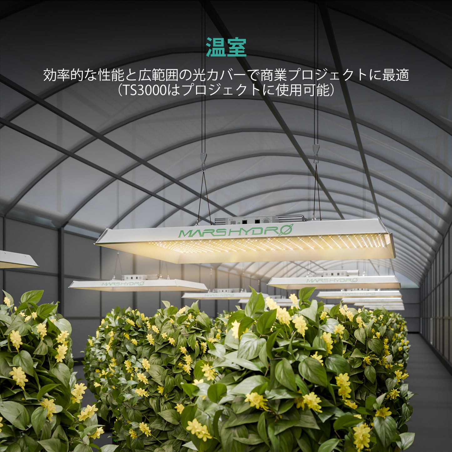 2024モデル MARS HYDRO TS3000 (範囲120×120cm / 450w)